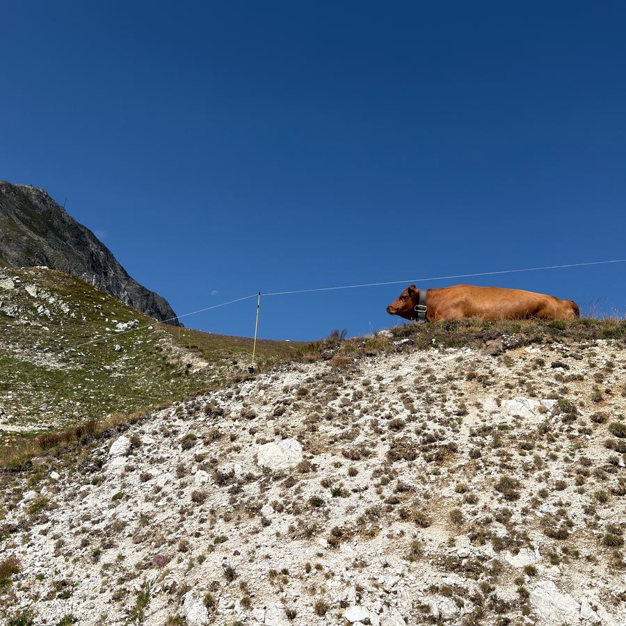 Vache couchée sur une croupe caillouteuse au col de la Chal