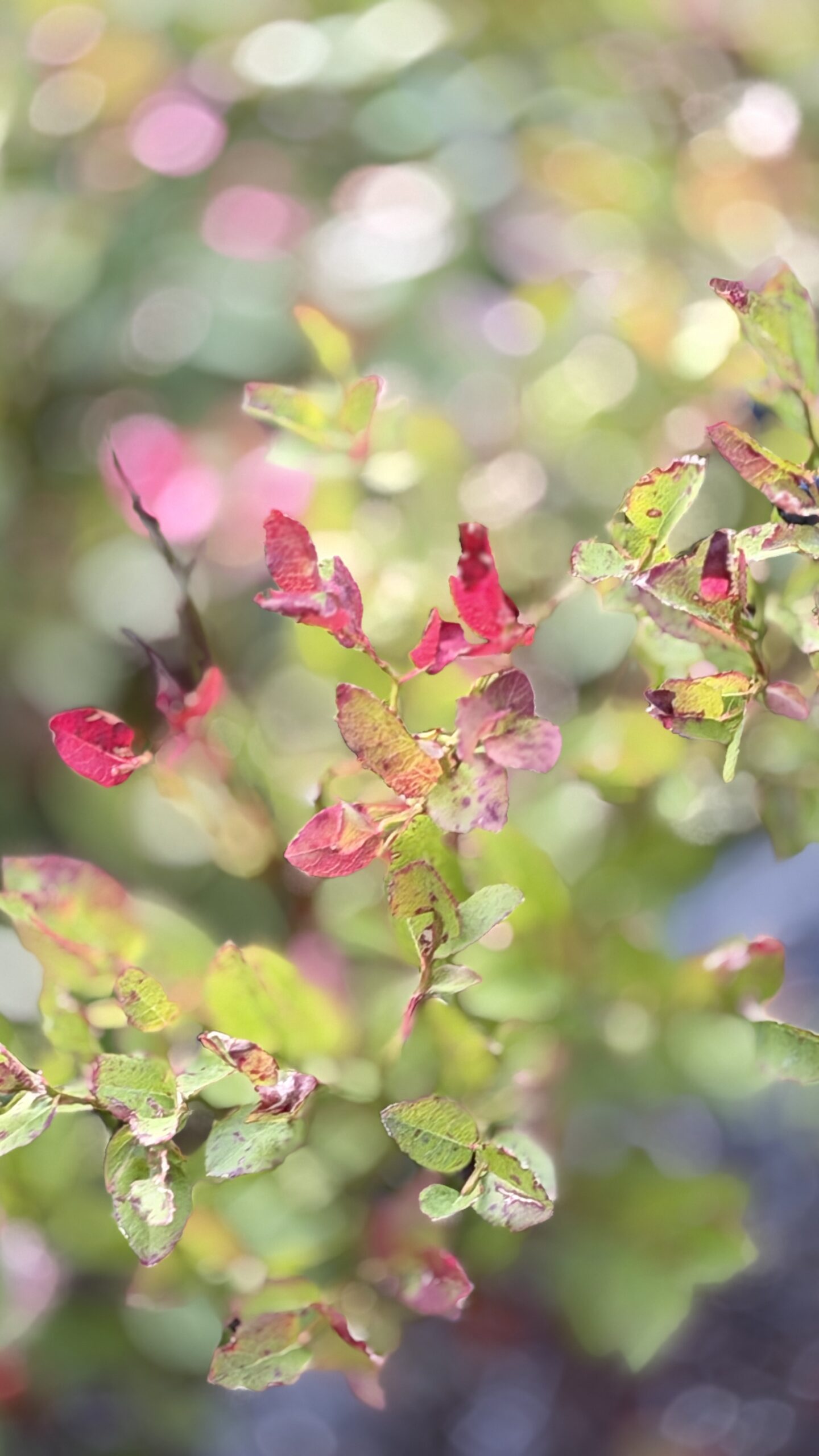 Feuilles de myrtillier virant au rouge en contre-jour, au bord du parcours de golf