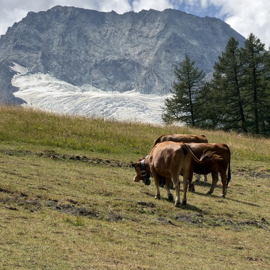 Vaches tarines en estive au Monal devant une paroi rocheuse