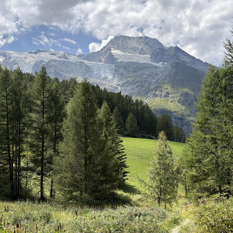 Mélèzes du vallon du Monal devant un sommet enneigé