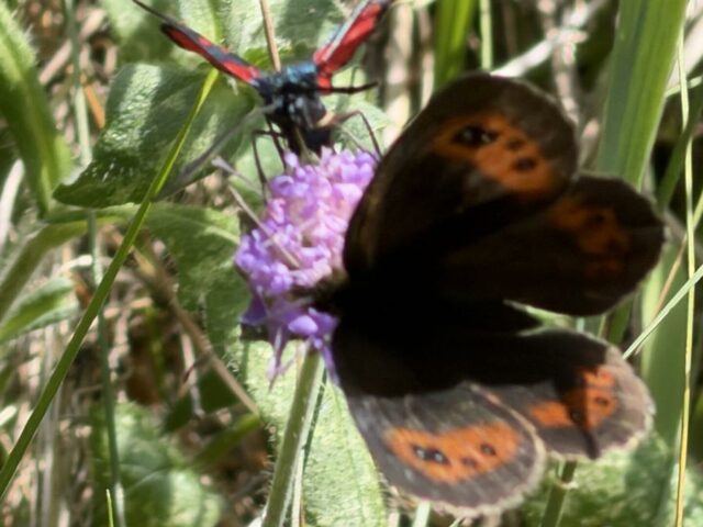 Papillons des prairies du Monal