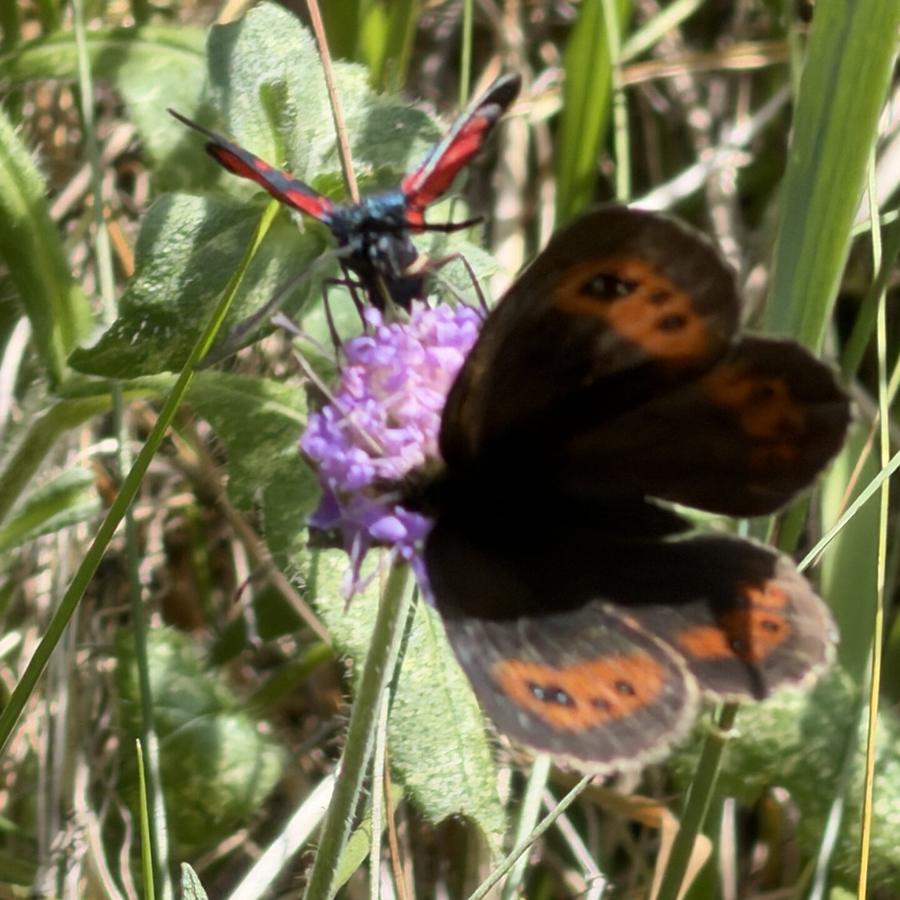 Papillon moiré aux ailes brunes et orangées sur une scabieuse
