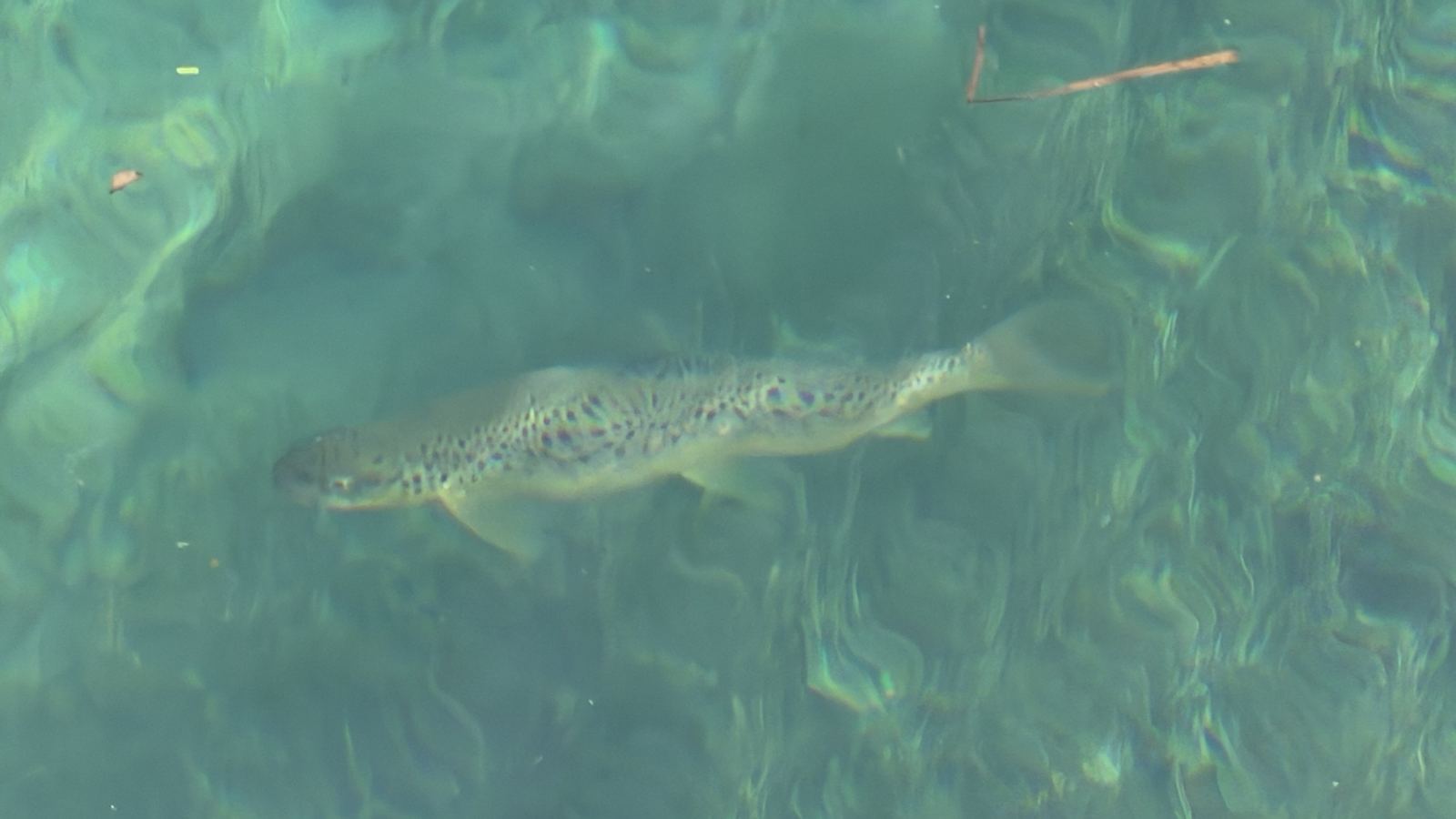 Truite nageant sous la surface du lac de Tignes, robe mouchetée nettement visible