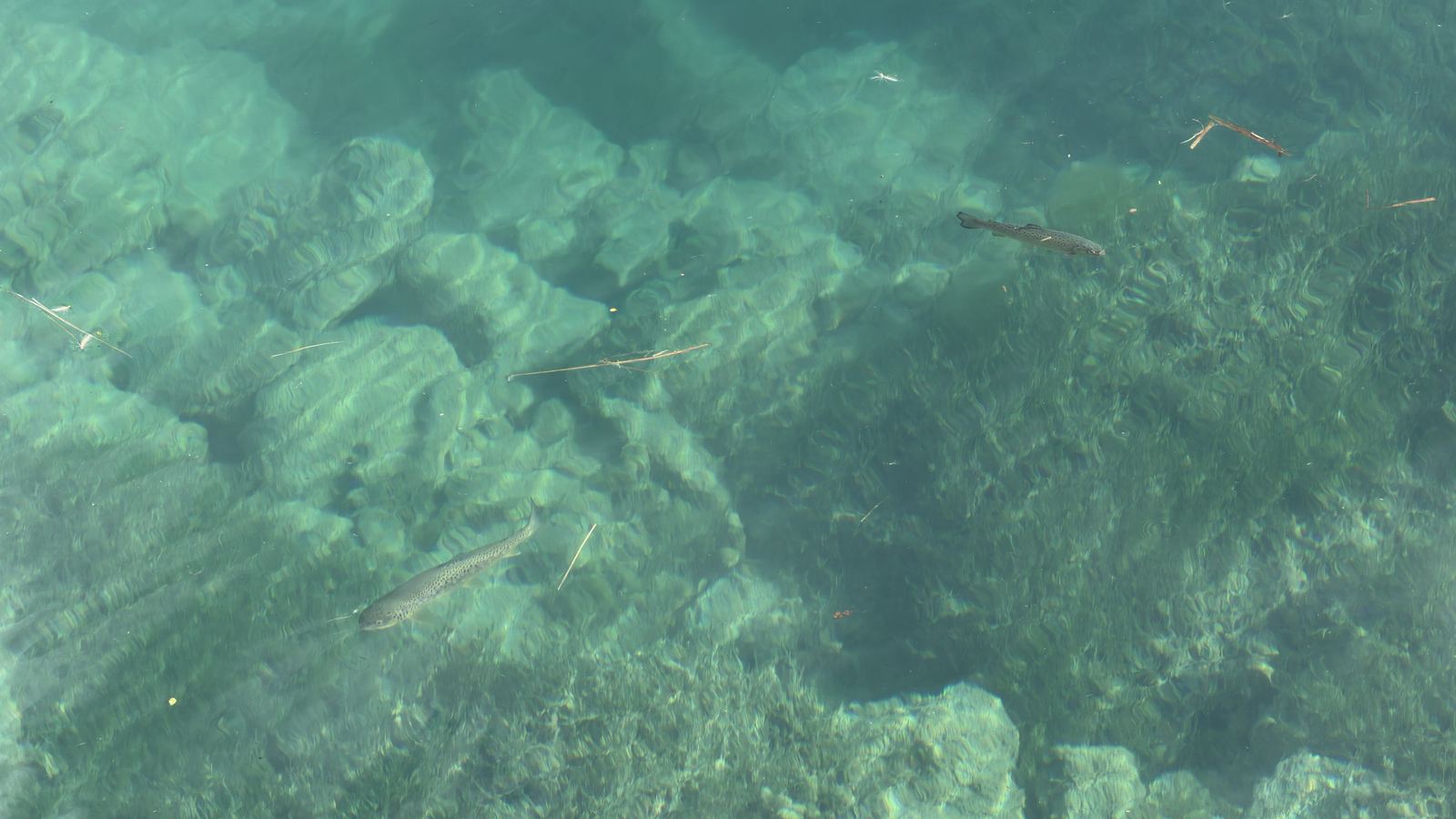 Plusieurs truites au-dessus du fond rocheux du lac de Tignes, vues à travers l'eau claire